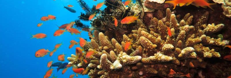 Billet Snorkeling à la Grande Barrière de Corail