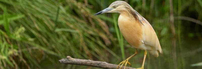 Billet Observation des oiseaux à Badajoz