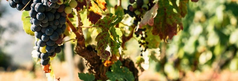 Billet Visite du vignoble Caminhos Cruzados