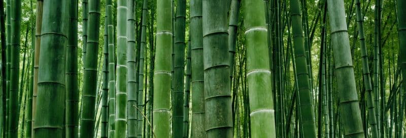 Billet Excursion privée à la mer de bambou du Sichuan et à Pingle