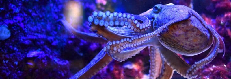 Billet Billet pour le Musée océanographique