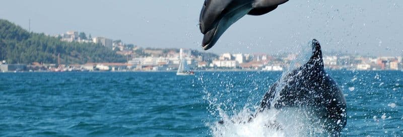 Billet Observation de dauphins dans l'Estuaire du Sado + Balade à Arrábida