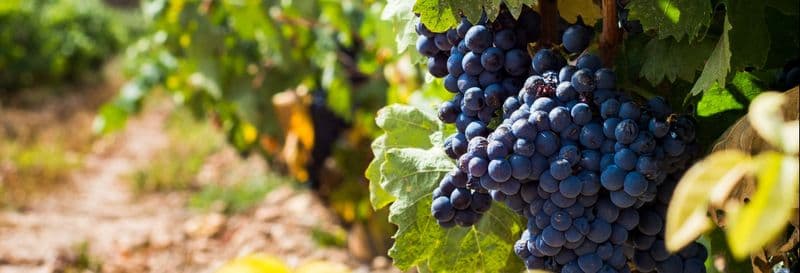 Billet Visite des caves à vin Urbina