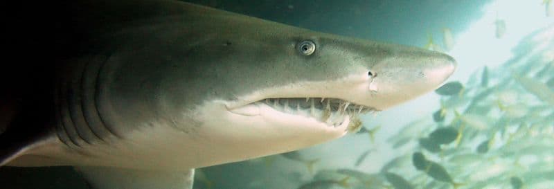 Billet Plongée avec des requins à Bushrangers Bay