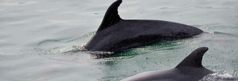 Billet Observation de dauphins à Setúbal