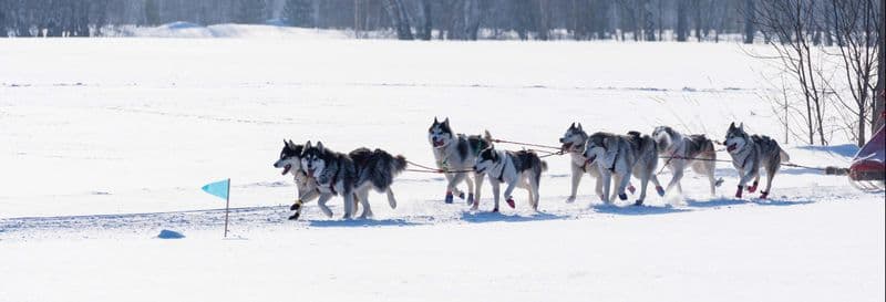 Billet Balade en traîneau tiré par des chiens à Grandvalira