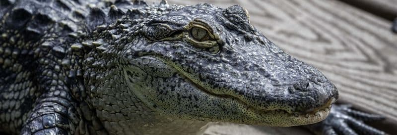Billet Billet pour Gatorland