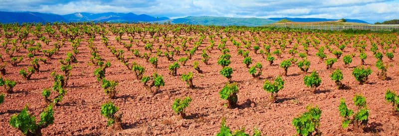 Billet Visite-dégustation dans le domaine viticole de Viña Ijalba