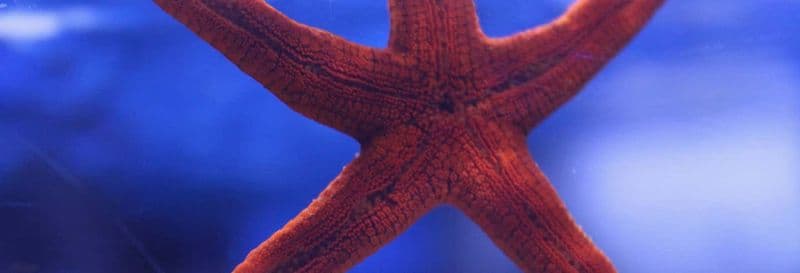 Billet Excursion à Valence + Oceanogràfic et Hemisfèric