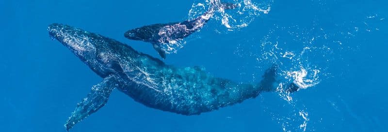 Billet Observation de baleines et de dauphins