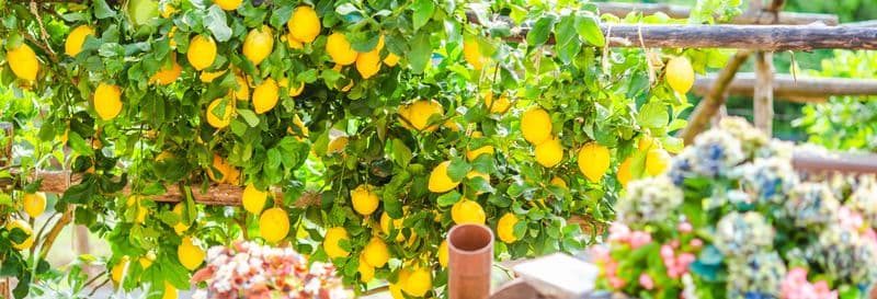 Billet Randonnée sur le sentier des Citrons