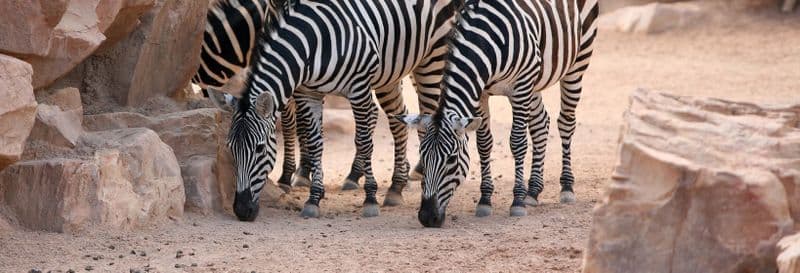 Billet Excursion à Valence + Bioparc