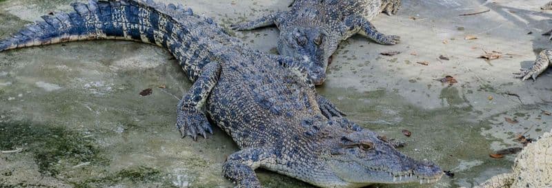 Billet Excursion à Crocodile Park + Tribu K'mindanawan