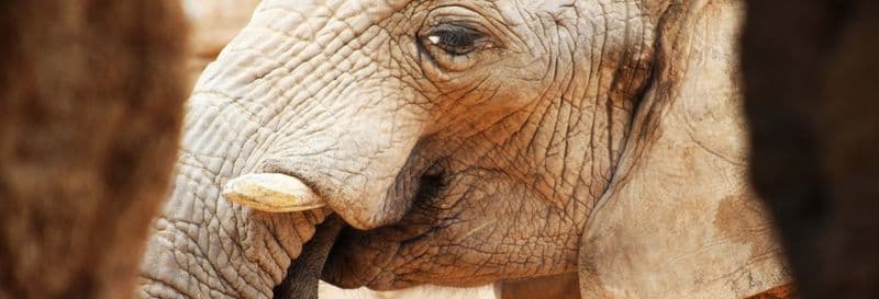 Billet Excursion à Valence + Bioparc