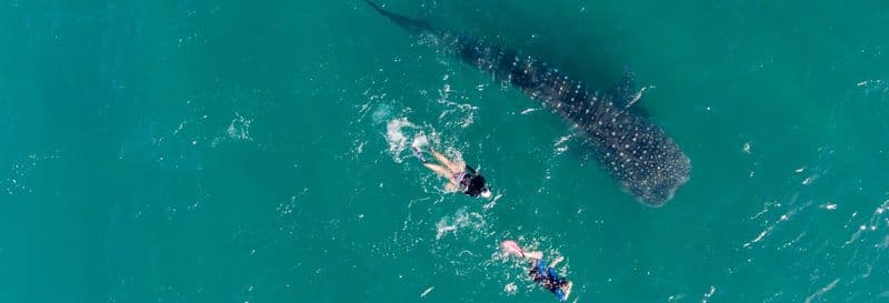 Billet Nage avec des requins-baleines