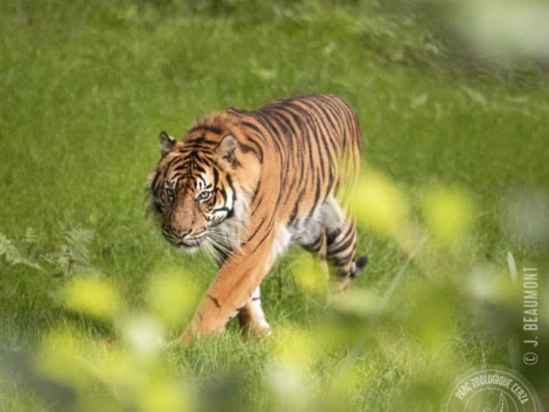 Billet Billet pour le Zoo de Cerza (14)