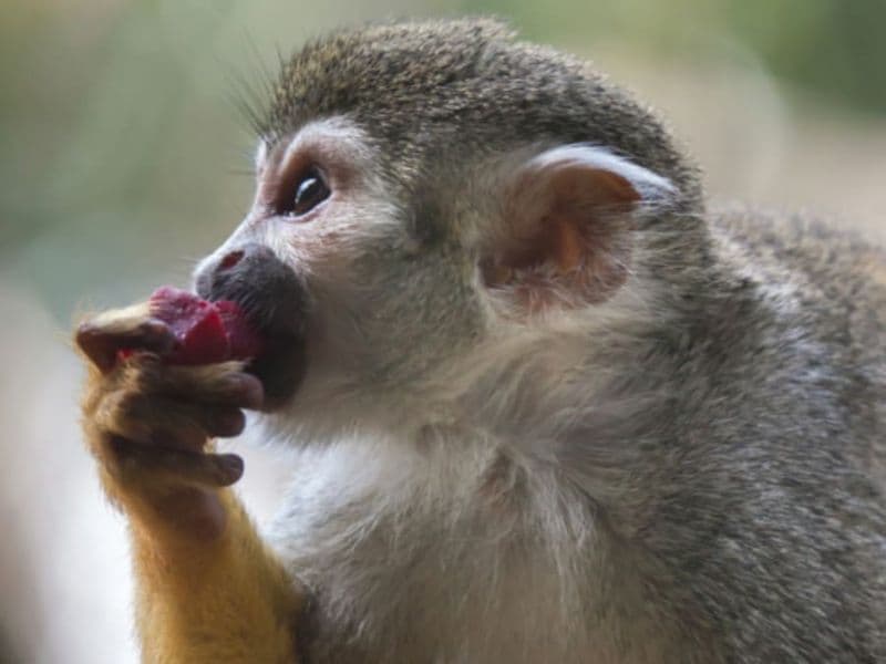 Billet Billet pour le Zoo de Martinique (97)