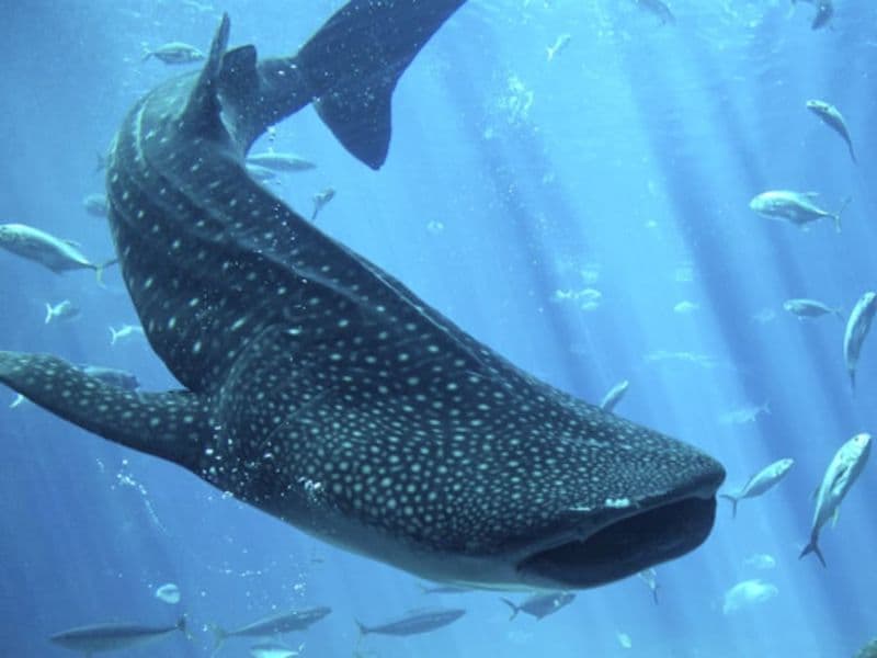 Billet Billet coupe-file pour Le Seaquarium (30)