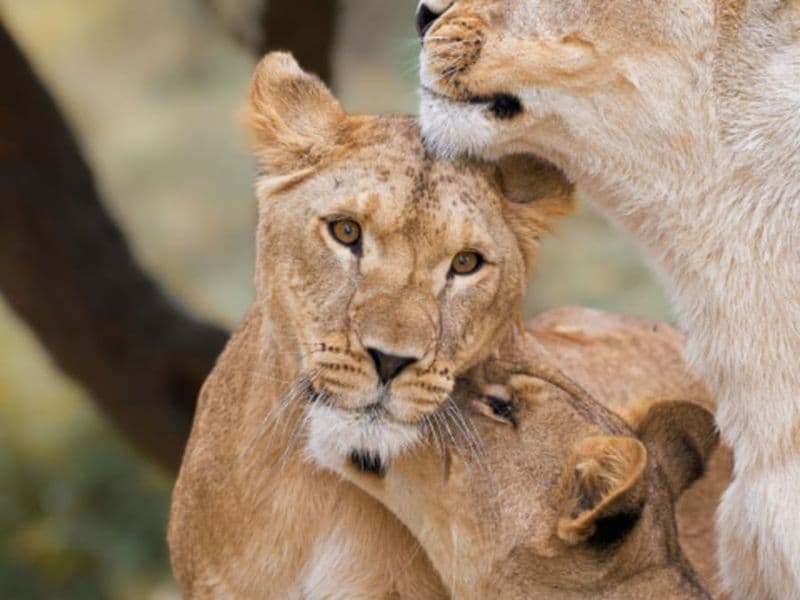 Billet Billet pour la Réserve Africaine de Sigean (11)