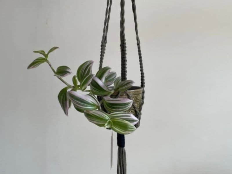 Billet Atelier porte-plante en macramé à Toulouse (31)