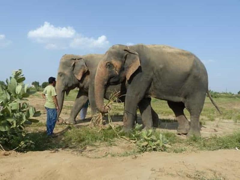 Billet Jaipur : Amer fort, Hawa Mahal et Elefantastic Jaipur Tour