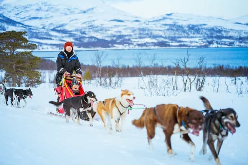 Billet Tromsø : Excursion en traîneau à huskies avec déjeuner traditionnel
