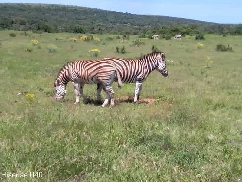 Billet Kragga Kamma Safaris et excursions à terre