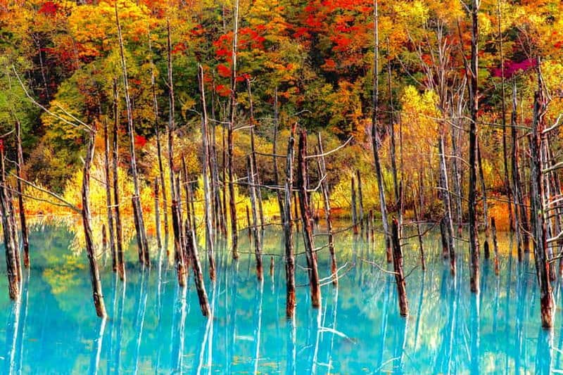 Billet L'automne doré de Hokkaido : Furano et le lac bleu de Biei depuis Sapporo