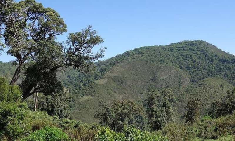 Billet Nyandarua : randonnée et bain sonore dans la forêt de bambous