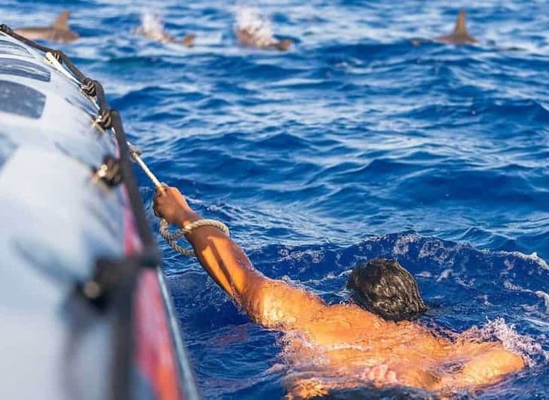 Billet Funchal : Croisière d'observation des baleines et de nage avec les dauphins