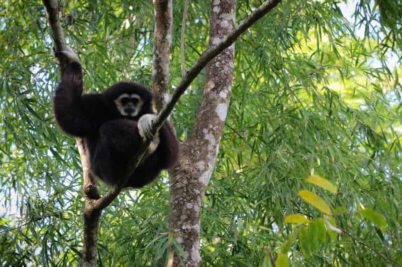 Billet Chiang Mai : gibbons, trekking et Mae Kampong (visite en petit groupe)