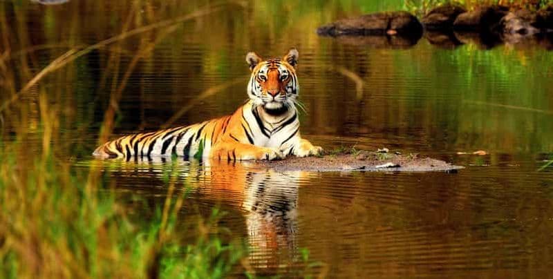 Billet Au départ de Delhi : 5 jours de safari des tigres et d'excursion dans le Triangle d'Or