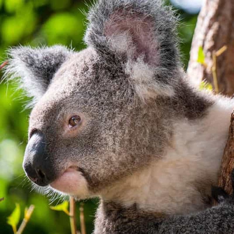 Billet Visites privatives du sanctuaire Lone Pine Koala Sanctuary et de Brisbane