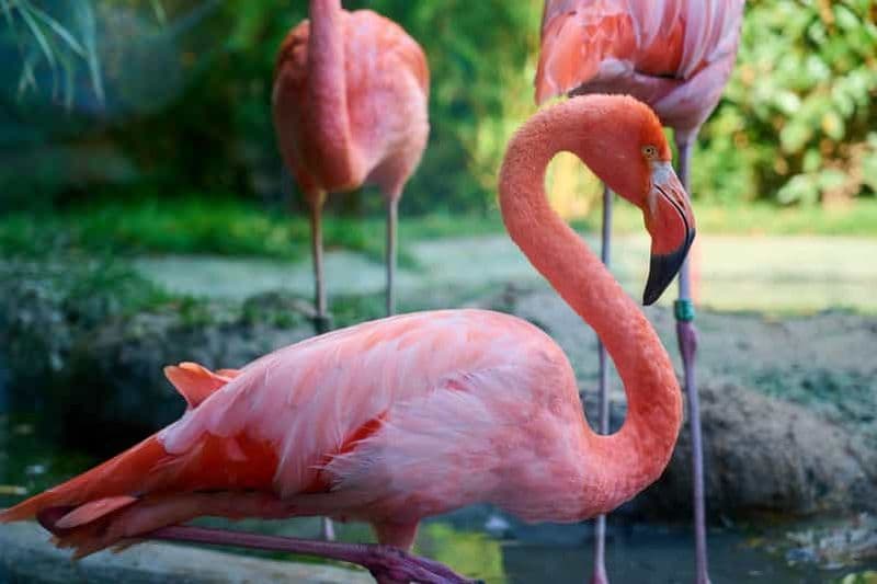 Billet Transport privé flexible vers le zoo de Schönbrunn à Vienne