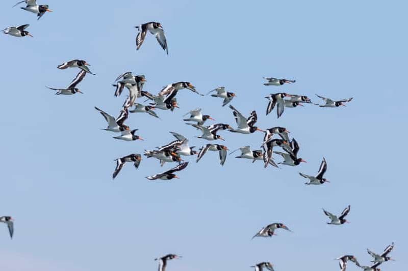 Billet Tour en bateau pour l'observation des oiseaux dans l'estuaire du Tage