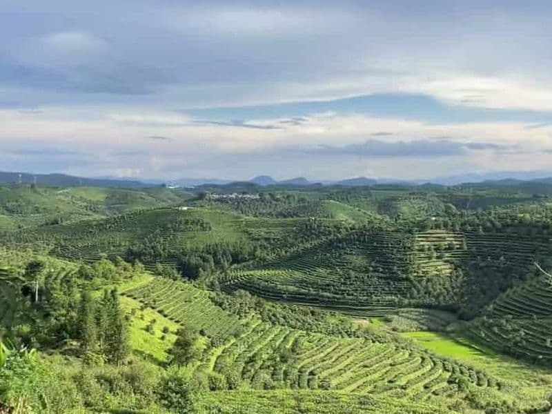 Billet Cueillette et dégustation de thé Pu'er | Excursion matinale de 3 à 4 heures