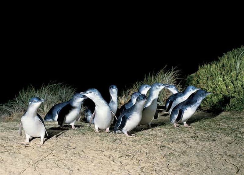Billet Au départ de Melbourne : Phillip Island et la journée de parade des pingouins