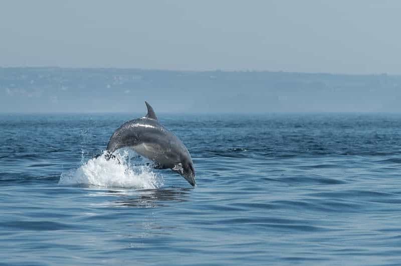 Billet Archipel de Molène : Balades en mer au départ de Crozon. Phoques, dauphins,