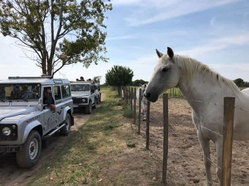 Billet Camargue : Safari au départ des Saintes-Maries-de-la-Mer