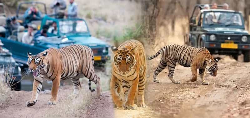 Billet Au départ de Delhi : circuit de 5 jours dans le Triangle d'Or et safari aux tigres de Ranthambore