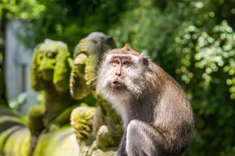Billet Ubud : forêt des singes, rizières en terrasses et village d'artisanat