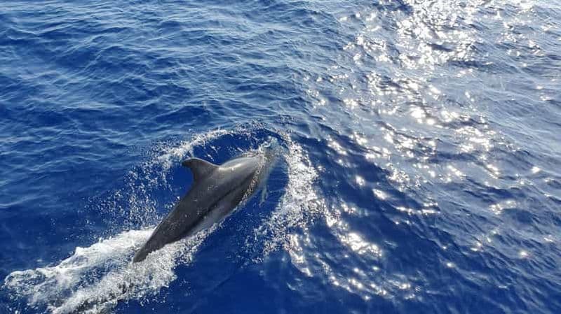 Billet Majorque : croisière d'observation des dauphins à bord d'un bateau à fond de verre