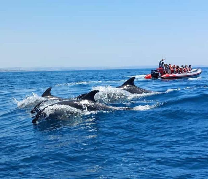 Billet Depuis Albufeira : visite guidée en bateau des grottes de Benagil et des dauphins