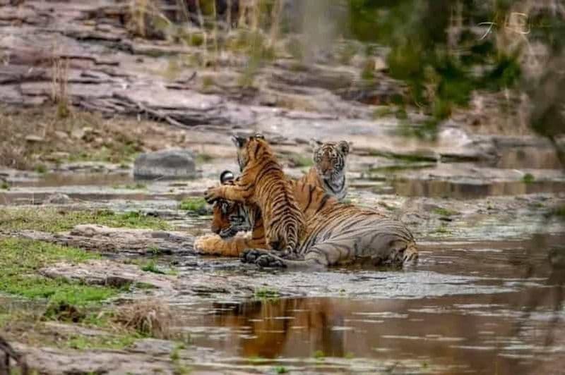 Billet Depuis Ranthambore : Safari officiel des tigres en voiture avec guide