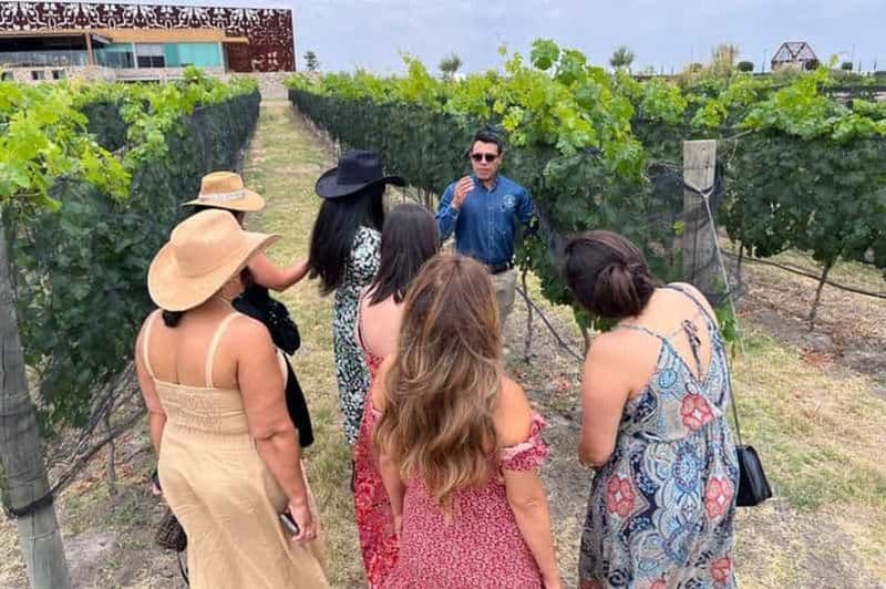 Billet San Miguel de Allende : Visite d'un vignoble local et dégustation de vin