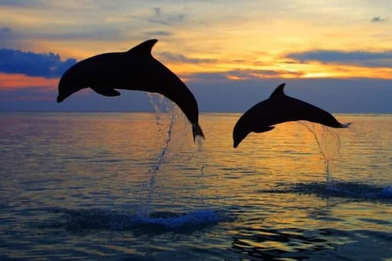 Billet Pula : Tour en bateau des dauphins et coucher de soleil romantique à N.P. Brijuni