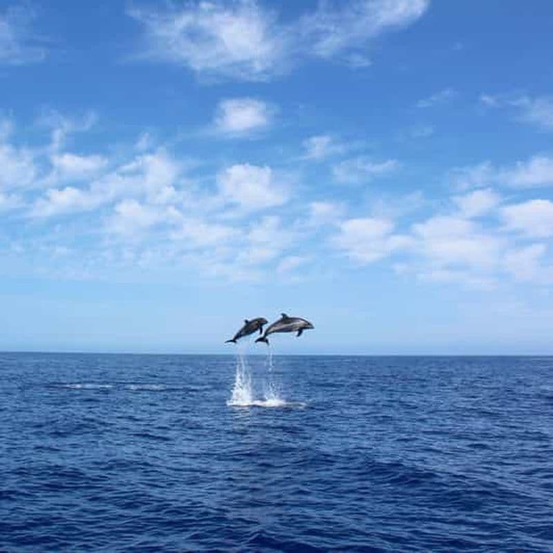 Billet Madère : croisière d'observation des baleines et des baleines boréales d'une durée de 2,5 heures