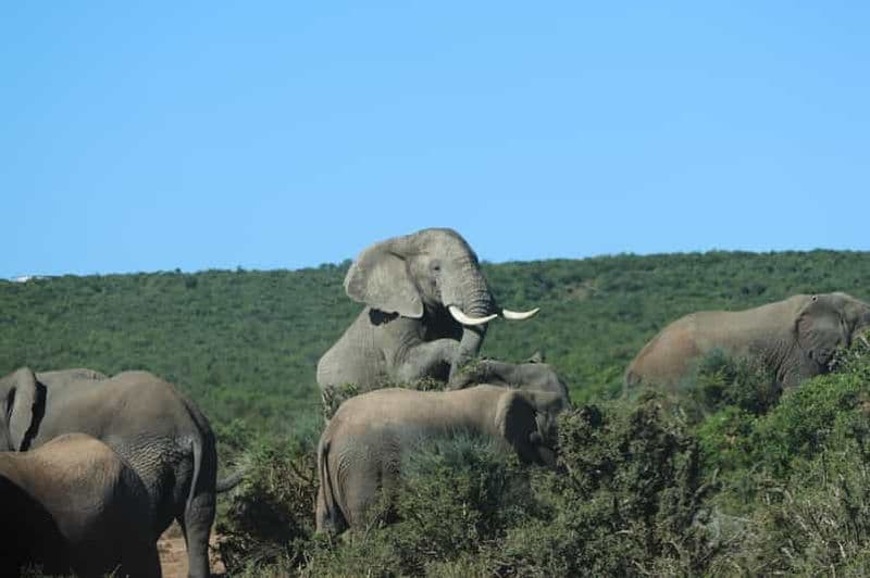 Billet Addo : safari dans le parc national des éléphants d'Addo (privé)