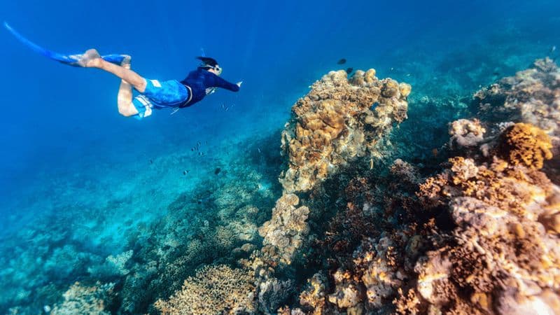 Billet Au départ de Dubaï : Excursion de plongée en apnée à Dibba Al-Fujairah