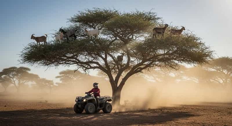 Billet Agadir : quad dans le désert, thé marocain et Crocoparc